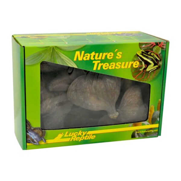Lucky Reptile - Nature‘s Treasure Deco Box